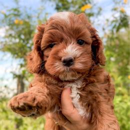 Hershey - Red and white male Cockapoo puppy in Pledger, Texas from Sugarbear Cockapoos