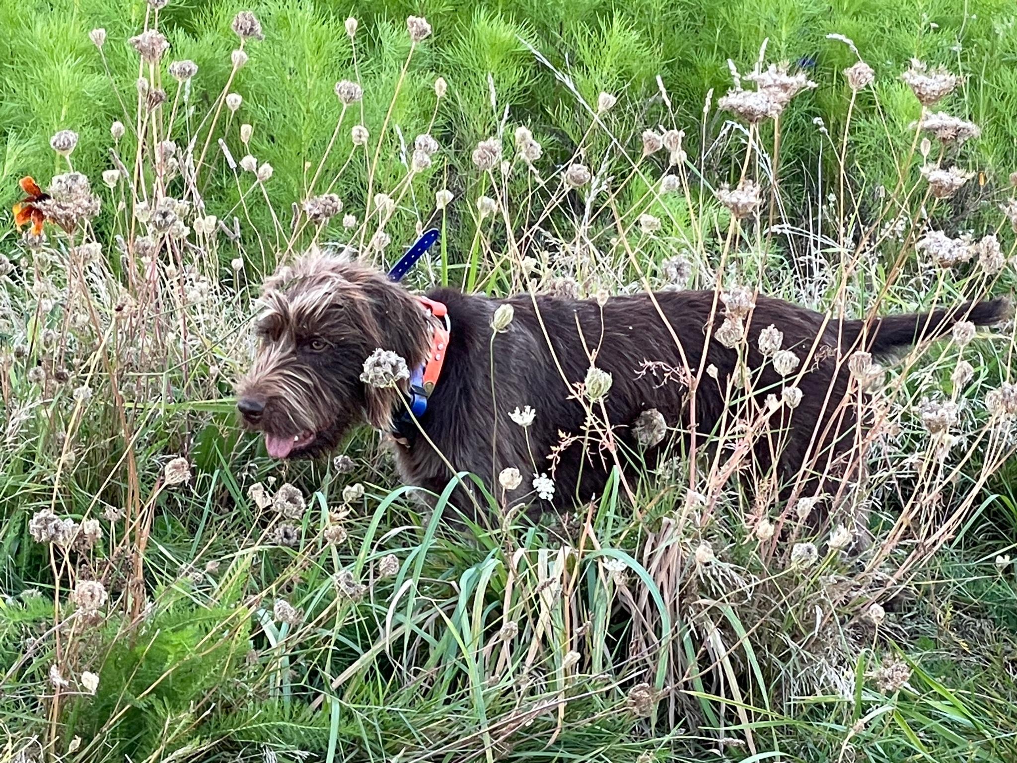 Sage Creek Pudelpointers in Oregon | Pudelpointer puppies | Good Dog