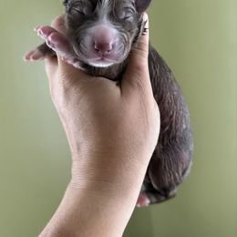 Sierra - Red and white female Siberian Husky puppy in Florence, Kentucky from Moonlight Howl Huskies
