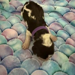 Purple girl - Liver and white female English Springer Spaniel puppy in Nashua, New Hampshire from Woodsong European English Springer Spaniels
