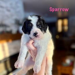 Sparrow - Black and white female Bernedoodle puppy in Midland, Michigan from Northern Charm Farm