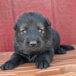 Female 1 - Sable female German Shepherd puppy in Purdon, Texas from TEXAS DDR GSD