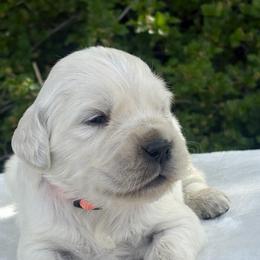 Orange Collar Boy - Light golden male Golden Retriever puppy in Utah from Deseret Peak Goldens