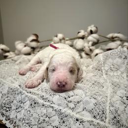 Latte - Parti female Goldendoodle puppy in Taylorsville, North Carolina from Doggone Dixie Doodles