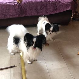 Jedi - Papillon