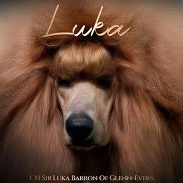 Luka - Poodle