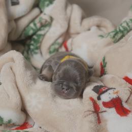 Alice - White female French Bulldog puppy in Austin, Texas from ourfrenchies2yours