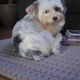 Parti girl - Yorkshire Terrier