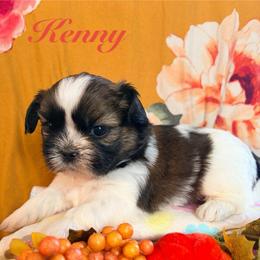 Kenny - Tricolor male Shih Tzu puppy in Hemet, California from Aloha Shih Tzu