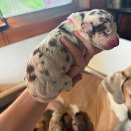 Dark pink collar - Harlequin female Great Dane puppy in Corsica, Pennsylvania from Ferguson Family Danes LLC
