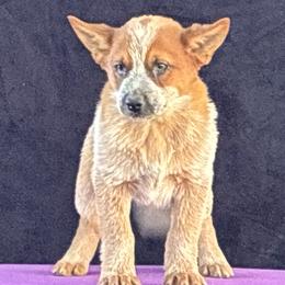 L65-02 - Red speckled male Australian Cattle Dog puppy in Sheridan, Oregon from 6pk Cattledogs