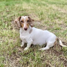 Coral - Piebald female Dachshund puppy in Winter Haven, Florida from Dreamwork Dachshunds