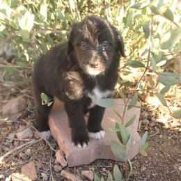 Trixie - Black and white female Aussiedoodle puppy in Apache Junction, Arizona from Loving Doodle