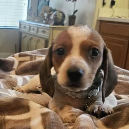 Dachshund Puppies from Arizona Desert Gold Dachshunds
