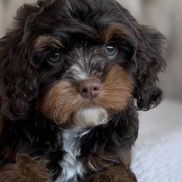 Cavalier King Charles Spaniels, Cavapoos, and Goldendoodles from By Design Doodles