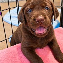 Frappe - Chocolate male Labrador Retriever puppy in Hurricane, Utah from Mahmen's Meadow Retrievers