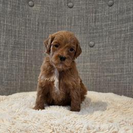 Brown - Red  female Goldendoodle puppy in Miami, Florida from GoldStar Doodles USA