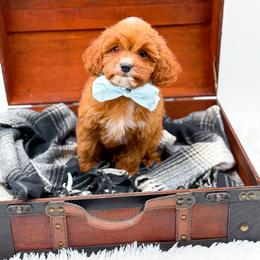 Snoopy - Red male Bernedoodle puppy in North Carolina from NC Doodle Puppies
