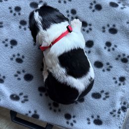 Lucy - Black and white female English Springer Spaniel puppy in Westfield, Wisconsin from Heeling Springs at Sandy Ridge