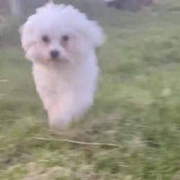 Molly - Maltese