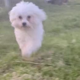 Molly - Maltese