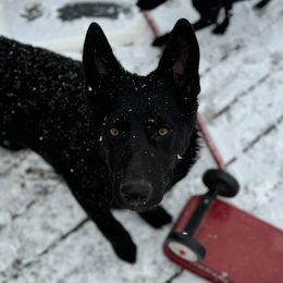 Duke - German Shepherd