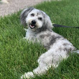 Sky - Aussiedoodle