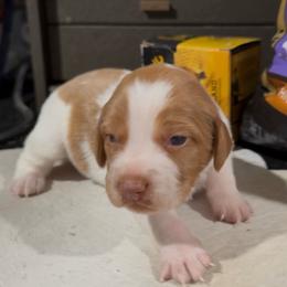 Pistol - White and orange female Brittany puppy in Stillwater, Oklahoma from Kennel de Fowler