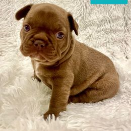 French Bulldog Puppies from The French Bulldog Company LLC