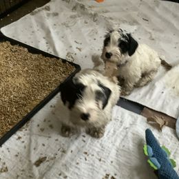 Sealyham Terrier Puppies from Alibi Sealyham Terriers