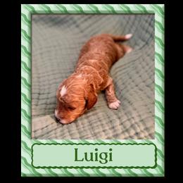 Luigi - Red  male Goldendoodle puppy in Temecula, California from Miss Cindy’s Doodles