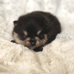 Pomeranian and Pomsky Puppies from Designer Pomeranians