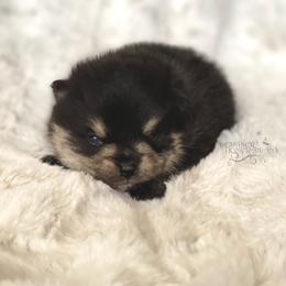 Pomeranian and Pomsky Puppies from Designer Pomeranians
