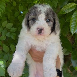 Meg - Parti female Goldendoodle puppy in Cocoa, Florida from The Coastal Homestead