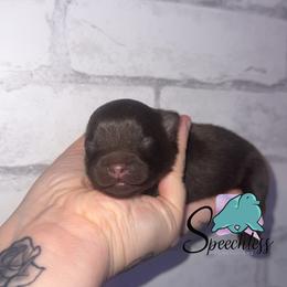 Flynn- 3800.00 dollars - Chocolate and tan male Pomeranian puppy in Perry County, Ohio from Speechless Pom’s