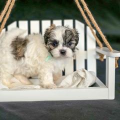 Poodle, Shichon, Shihpoo, Shih Tzu, and Shorkie Puppies from Ever After Tails