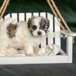 Poodle, Shichon, Shihpoo, Shih Tzu, and Shorkie Puppies from Ever After Tails