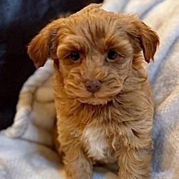 Rusty - Red male Havapoo puppy in Lancaster, South Carolina from 3 Bs Havanese-PUPPIES with  PURPOSE