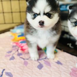 Triton - Black and white male Pomsky puppy in Yavapai County, Arizona from Pawsh Pomskies
