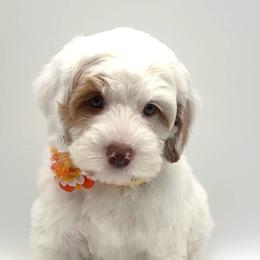 Pearl - Cream female Australian Labradoodle puppy in Denton, Texas from Dignity Labradoodles