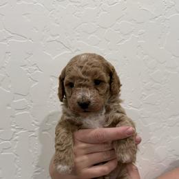Cockapoo Puppies from Taryn Smith