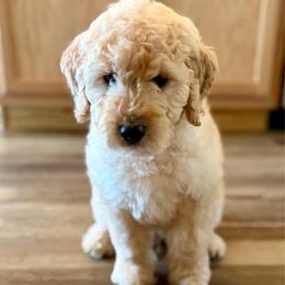 Cider - Cream male Goldendoodle puppy in Beech Bluff, Tennessee from White Oak Kennel
