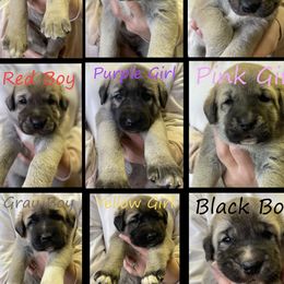 Anatolian Shepherd Dog Puppies from Wild Rooster Family Farm