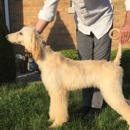 Afghan Hounds from Gold Phoenix Kennel