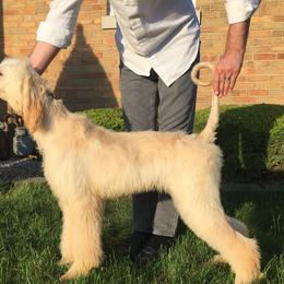 Afghan Hounds from Gold Phoenix Kennel