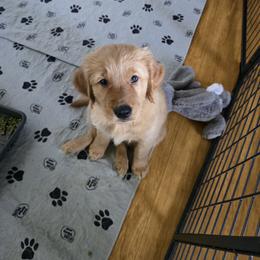 Golden Retriever Puppies from Jack Goettel