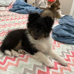 Clark - Black white and tan male Shetland Sheepdog puppy in Jefferson City, Missouri from Bax’s Babies