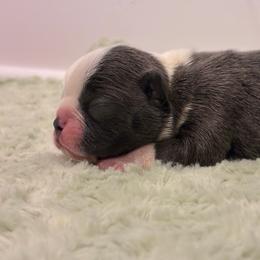 Boy 4 - Blue male Boston Terrier puppy in Coopertown, Tennessee from Toon’s Boston Terriers
