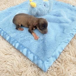 Buzz - Liver male Miniature Schnauzer puppy in Salisbury, North Carolina from Truffle Tail Schnauzers