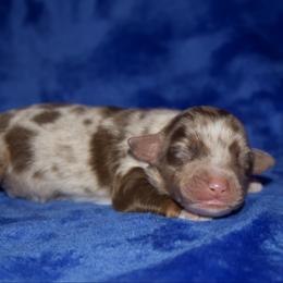 George Straight - Red merle male Miniature Australian Shepherd puppy in Godley, Texas from Bradley Kennels